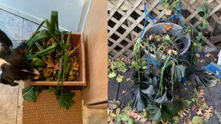 Can These Plants Be Saved???